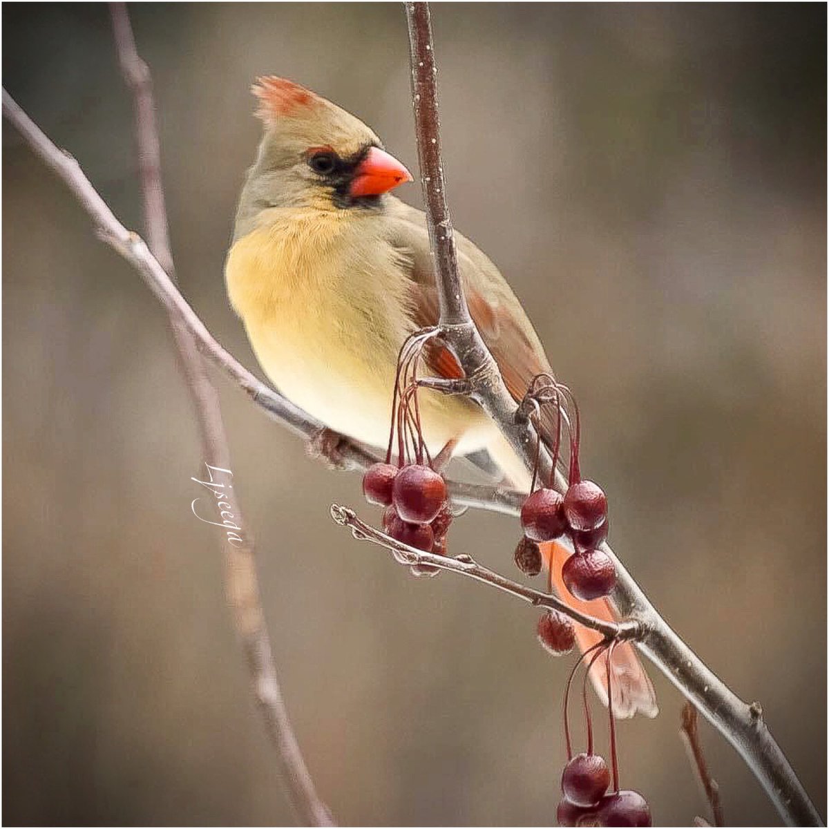 yankeelimner's tweet photo. Northern Cardinal (female) #nikonphotography #nikonnofilter #birdsofNewEngland https://t.co/yJkhMaJFft