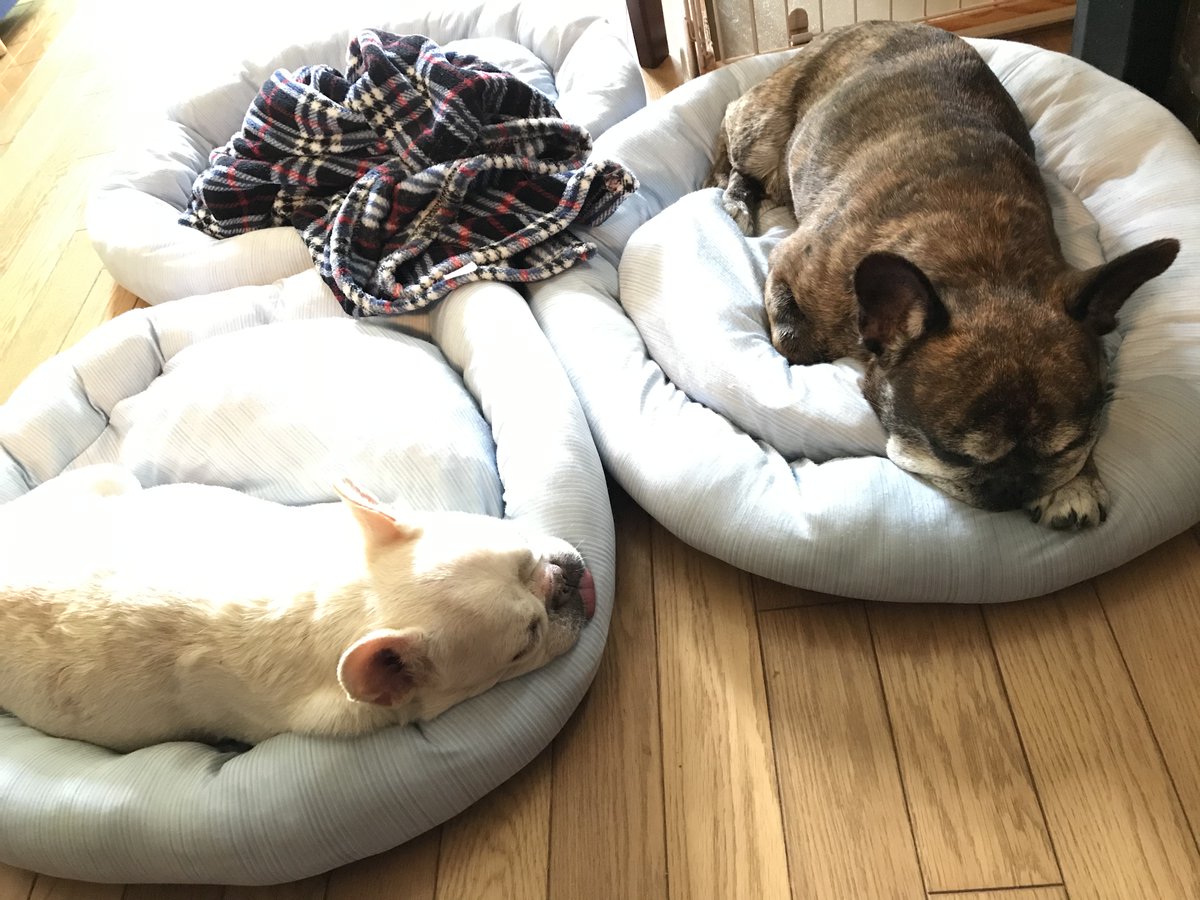 円くん エルちゃん るるくんとのなんでもない日 在宅勤務が増えてから おかーさんは家にいるのが当たり前になってきたのかいつも 寝てる いつも寝てる写真ばかりで まあ それも可愛い フレンチブルドッグ 在宅勤務 寝てばかり 犬好き