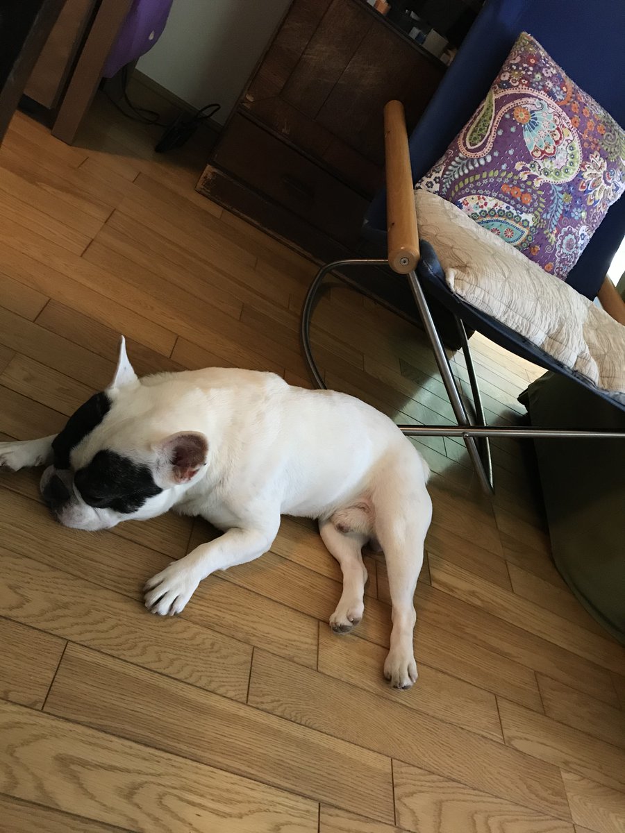 円くん エルちゃん るるくんとのなんでもない日 在宅勤務が増えてから おかーさんは家にいるのが当たり前になってきたのかいつも 寝てる いつも寝てる写真ばかりで まあ それも可愛い フレンチブルドッグ 在宅勤務 寝てばかり 犬好き