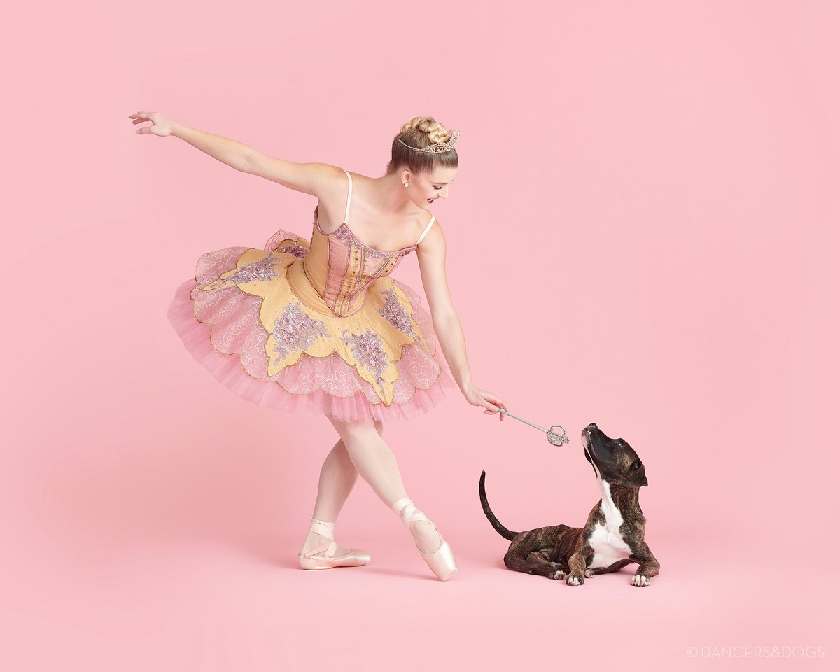 DancersandDogs's tweet photo. Day 2 of Muttcracker! 🍭 The Sugar Plum Fairy bestows nothing but happy wags and full bellies to Brice &amp; Eckerle!  These two are special-needs pups of the cutest variety! @StrayRescue @stlouisballet 
. https://t.co/KrJNohQfD8