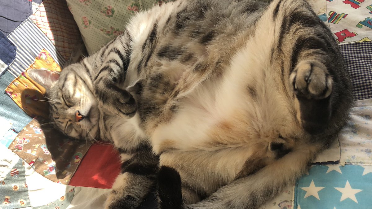 うちの猫が1番かわいい