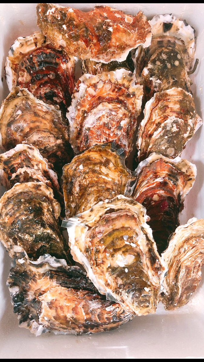 lagan_gotanda's tweet photo. こんにちは！
らがんです！

旬の食材が色々届いております！
今日は釧路の白子、噴火湾のぼたんえび、昆布森の殻つき生牡蠣、そして鵡川から生ししゃもも再入荷いたしました！

三連休前の金曜日をおいしい肴とお酒で息抜きに。。。

是非お待ちいたしておりまーす！ https://t.co/RfSp93e1WV