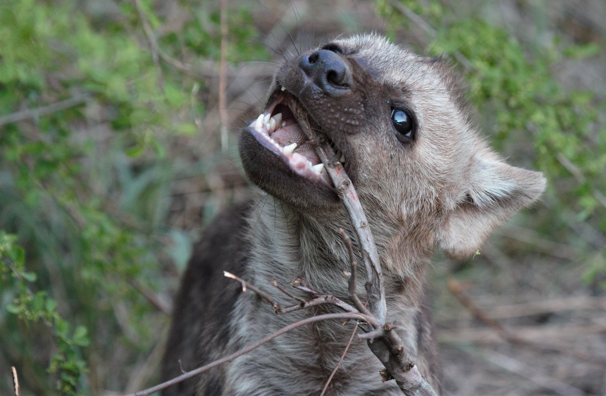 Fransje11's tweet photo. Small pup, big teeth https://t.co/hELE1YiGF6