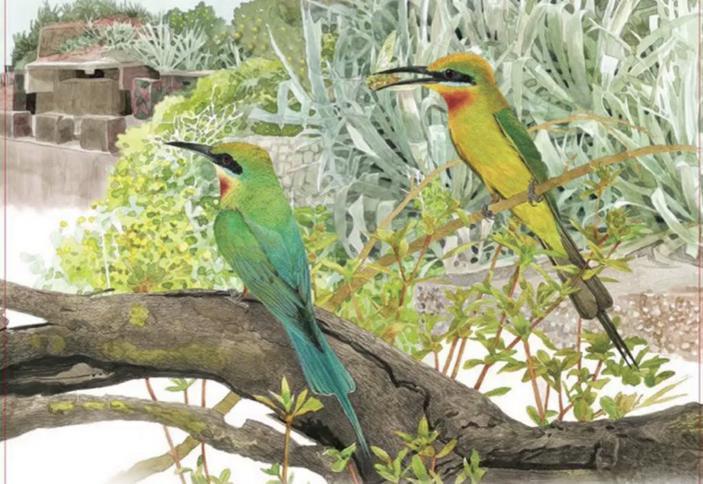 TaiwanBirding's tweet photo. Today’s calendar comes from Kinmen National Park #KMNP.
I highly recommend birders (especially in winter), AND non-birders, visit these Taiwanese islands just off the coast of China near #Xiamen City. Easy travel, and lots to see. #金門 #國家公園
Blue-tailed Bee-eater. https://t.co/lVqIjeuLzJ