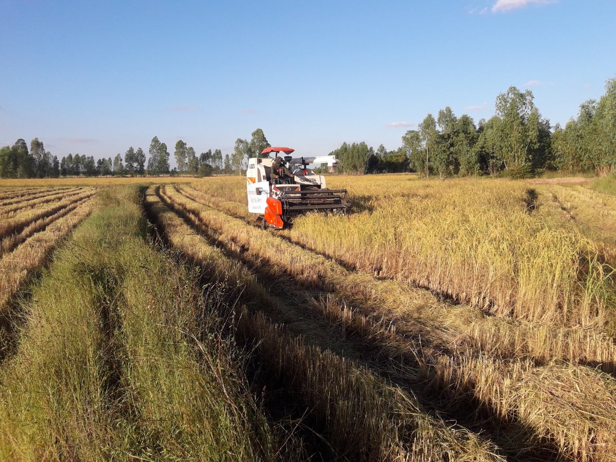 armypr_news's tweet image. #มณฑลทหารบกที่ 27 นำรถเกี่ยวข้าวให้แก่กลุ่มวิสาหกิจชุมชน กลุ่มผลิตเมล็ดพันธุ์ข้าวขาวดอกมะลิ 105 ทุ่งกุลาร้องไห้ อ.พยัคฆภูมิพิสัย จ.มหาสารคาม 28 ไร่ ได้ข้าว15 ตัน ต่อเนื่องเป็นวันที่ 6

#กองทัพภาคที่2
#กองทัพบกช่วยเหลือประชาชน