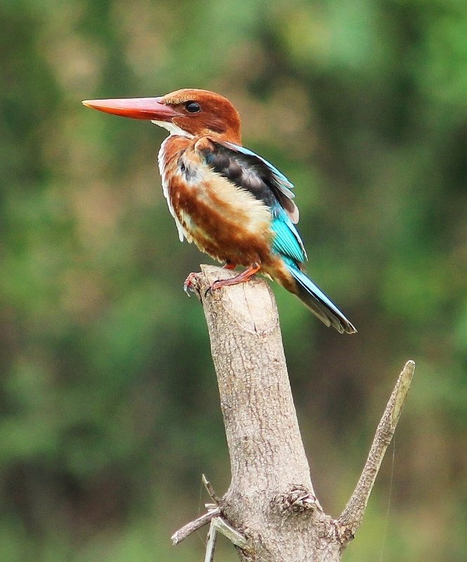 rajesh7007's tweet photo. White throated kingfisher

#IndiAves #BirdsInBlue @Avibase #birds #birdphotography #NaturePhotography #dailyphoto https://t.co/ewQHoCwMPI