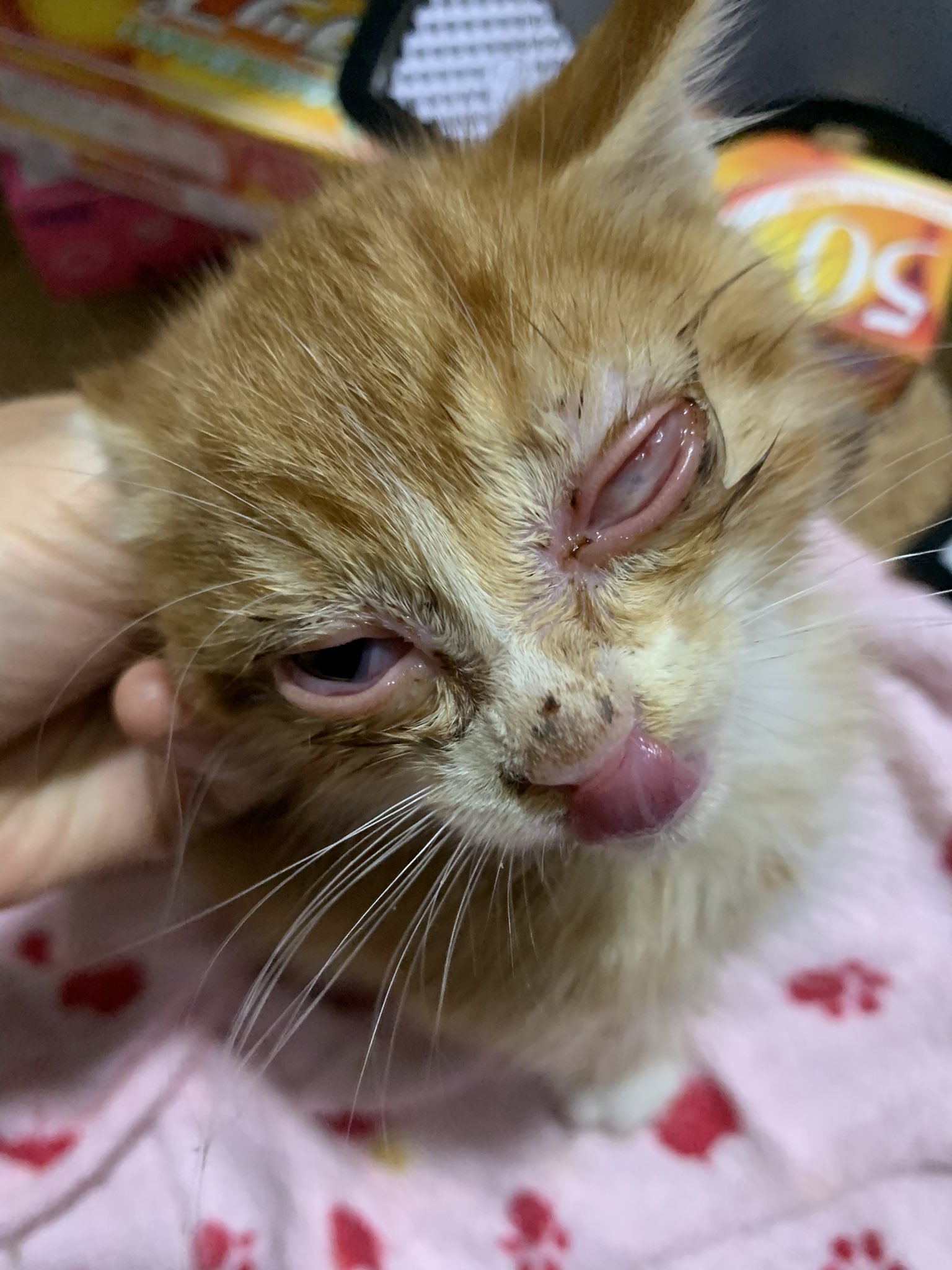 猫を保護してから1か月でつぶれた目がきれいに 治療の甲斐があった 話題の画像プラス 猫を保護してから1か月でつぶれた目がきれいに 治療の甲斐があった 話題の画像プラス
