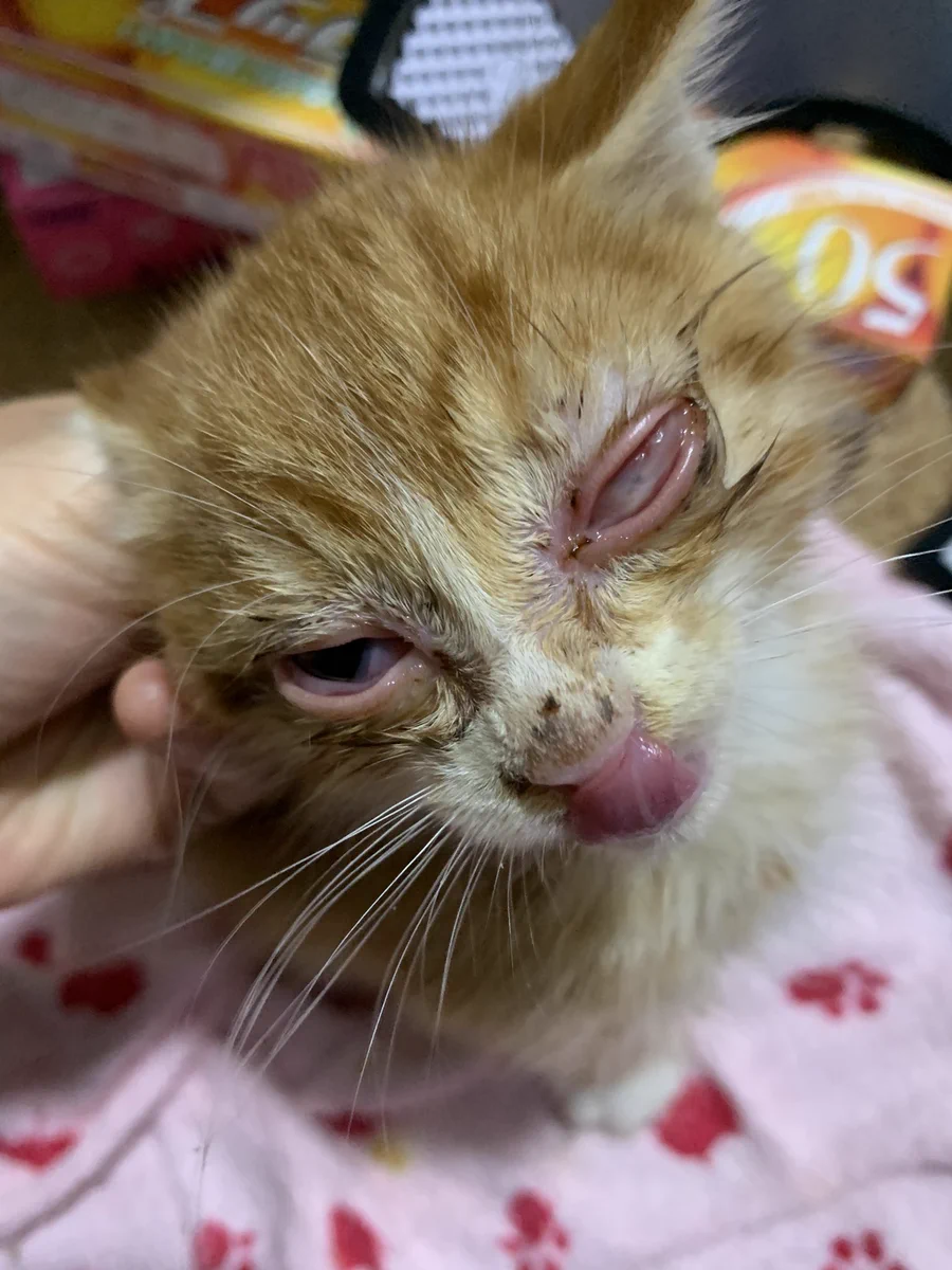猫を保護してから1か月でつぶれた目がきれいに！治療の甲斐があった。
