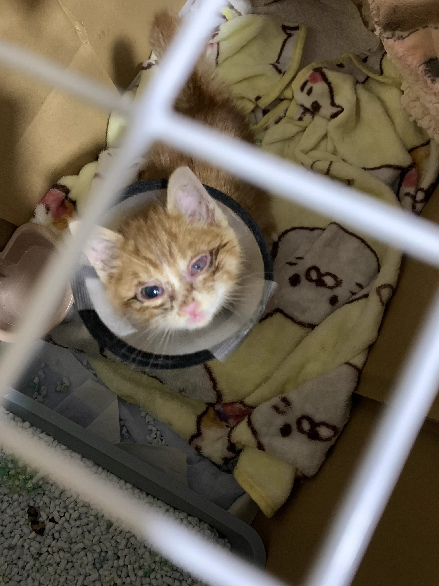 猫を保護してから1か月でつぶれた目がきれいに！治療の甲斐があった。