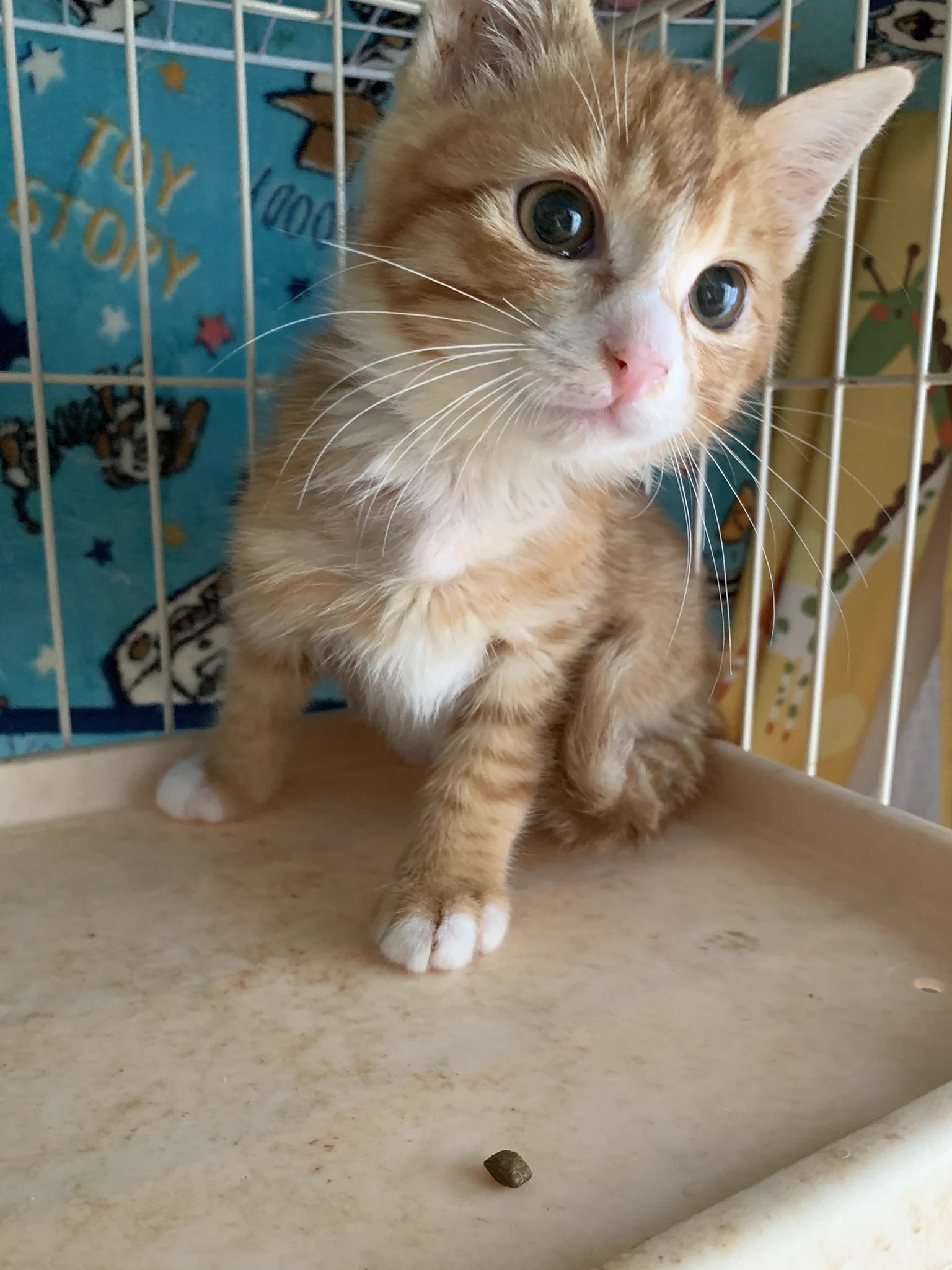 猫を保護してから1か月でつぶれた目がきれいに！治療の甲斐があった。