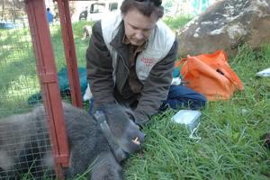 Eranu's tweet photo. @iCWild @UCT_Research @CityofCT @alanwinde @capespca is this experimentation or conservation?? @PublicProtector @carteblanchetv see ongoing cruelty to Cape Town baboons ... in the name of science! #handsoffgeorge #StopKillingourBaboons
#ReviewBaboonManagementStrategyNow https://t.co/jwFLloh5on