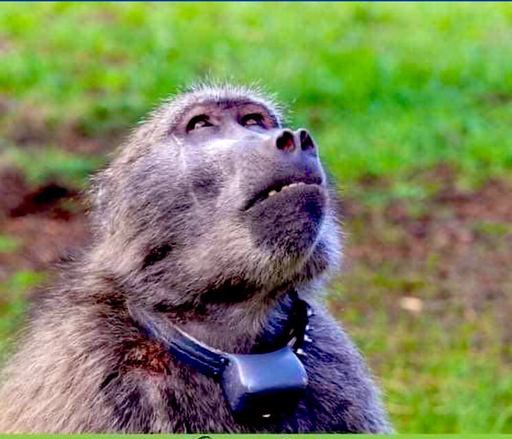 Eranu's tweet photo. @iCWild @UCT_Research @CityofCT @alanwinde @capespca is this experimentation or conservation?? @PublicProtector @carteblanchetv see ongoing cruelty to Cape Town baboons ... in the name of science! #handsoffgeorge #StopKillingourBaboons
#ReviewBaboonManagementStrategyNow https://t.co/jwFLloh5on