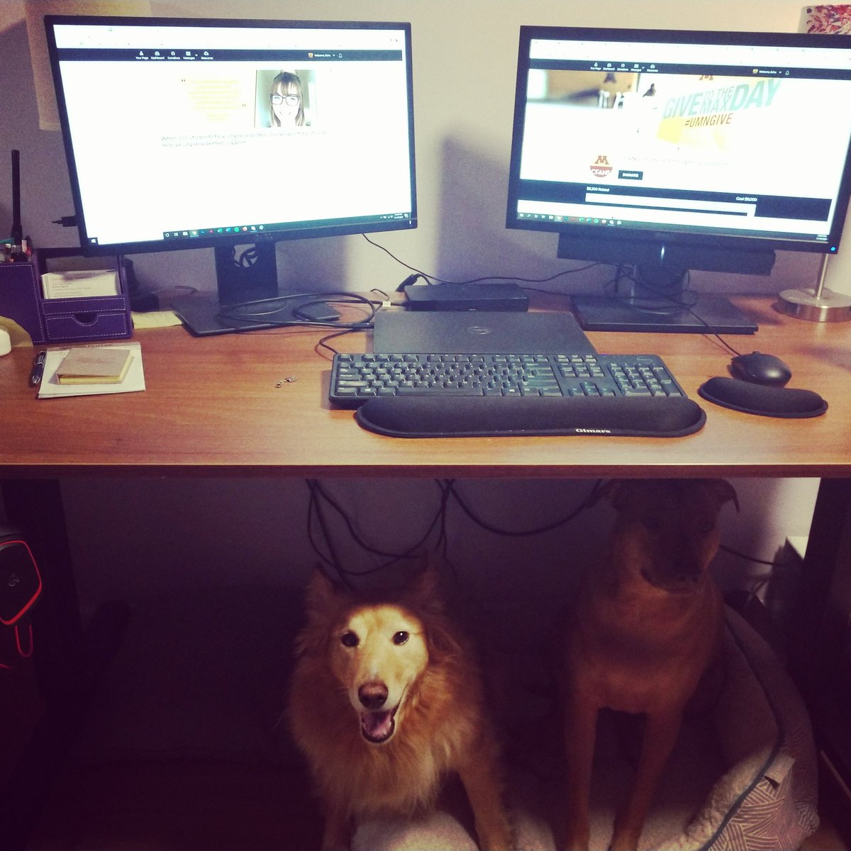 EchoFPayne's tweet photo. No work from home setup is complete without doggy foot warmers. If you haven't given yet today, there's still time! Give to the CFANS Student Emergency Support Fund at https://t.co/XfQbgSKweu #UMNGive https://t.co/PbfORdox1u