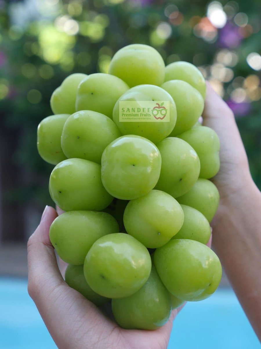 SandeeFruits's tweet photo. 🍇🍇องุ่นมัสคัตเกาหลี น้ำหนัก600-700 กรัมราคาดี๊ดี 888- ยังมีพร้อมส่งนะคะ หวาน เนื้อเยลลี่ อร่อยมากๆค่ะ 
🔔🔔ออเดอร์ได้เลยค่า🔔🔔 https://t.co/PRNR3lO2l7
