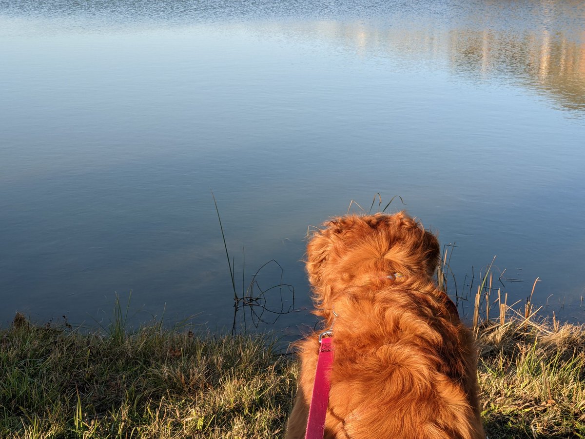 JustGoldens's tweet image. A HUGE crane flew across the small pond by our house!  Forget the normal ducks and geese; Sadie was a lot more interested in this long-necked bird.  #Sadie #cranewatching