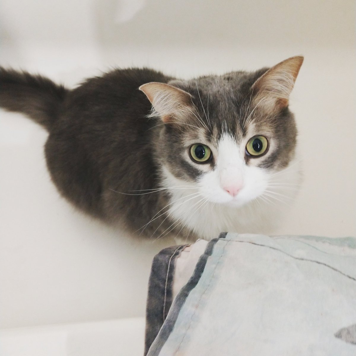 EchoFPayne's tweet photo. I don't get any #UMNGive prizes for this one, but I couldn't leave my last furry family member out of the lineup. Here is Sho in his favorite place to writhe before running as fast as possible through the house: the bathtub. We're in the last hour to give! https://t.co/YUdzSfMdNL https://t.co/P1sJ0ocvPJ