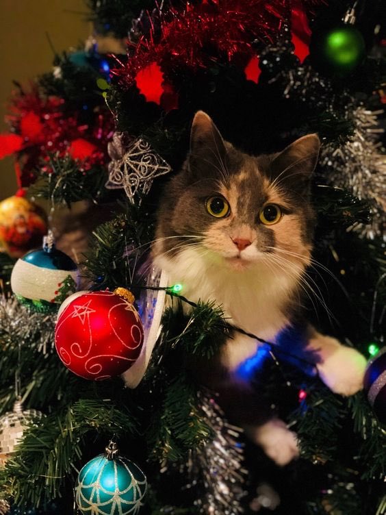 Does your cat know what they are doing is wrong when they attack your Christmas tree? Yes.  #CatsHateChristmas   https://www.reddit.com/r/funny/comments/ejfebw/the_guilty_ones/