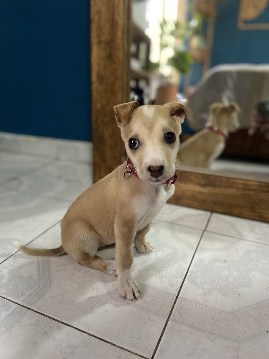 panteromx's tweet photo. Oigan rescatamos esta perrita de la calle, nuestro MVZ @EduCarriv ya desparasito, y revisó, también despulgamos, será talla mediana, estará en adopción si les interesa manden mensaje o RT hasta que llegue el hogar correcto en CDMX 🐶 💗 https://t.co/OnF8k9yPmT