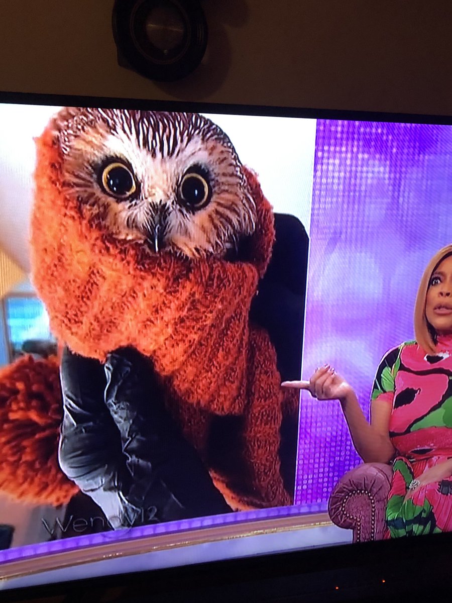 This little owl was found in Christmas tree that arrived in Rockefeller Centre in New York so cute lights up Dec 2 πβ₯οΈβ₯οΈβ₯οΈβ₯οΈβ₯οΈ https://t.co/33IPks1YZd