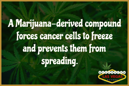 weegasdotcom's tweet photo. A marijuana-derived compound forces cancer cells to freeze and prevents them from spreading.
#marijuana #cannabis https://t.co/8p4gQc0VYc