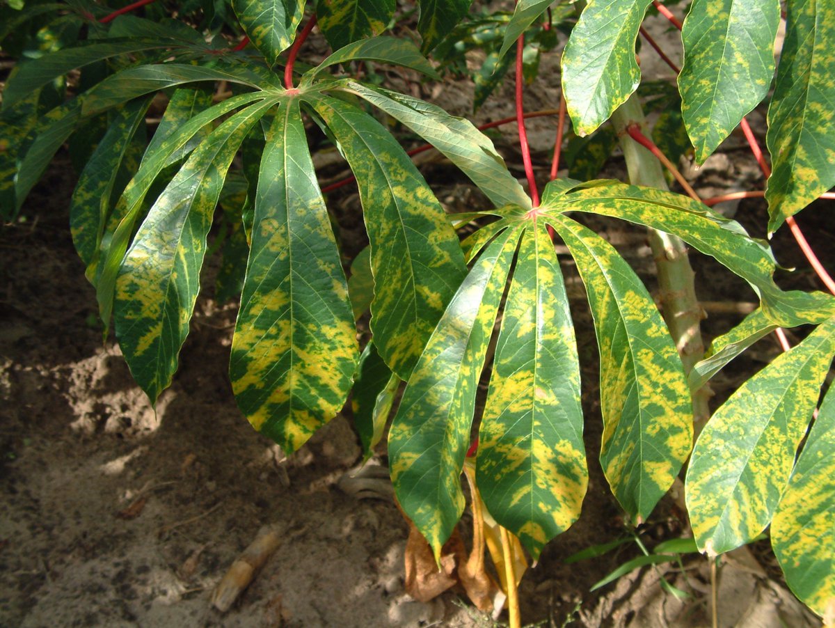 GMCInnovation's tweet image. #CassavaLeafDiseaseClassification #CodingCompetitions #Competitions
$18,000 Cassava Leaf Disease Classification Competition
In Cassava Leaf Disease Classification Competition, we introduce a dataset of 21,367 labeled images collected during a ...
is.gd/cbYHhh