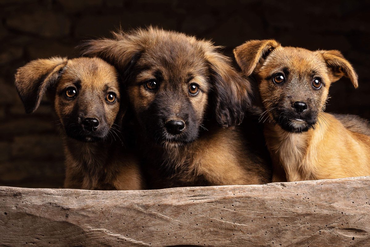 StreetHeartsBG's tweet photo. Tank, Dory &amp; Ginny were due to travel to new homes next week but @LeShuttle have stopped legal transporters going through the tunnel.
These innocent souls and their new families are waiting. Please have the decency @LeShuttle to explain your “commercial decision” &amp; answer emails. https://t.co/T2FxbXTqvR