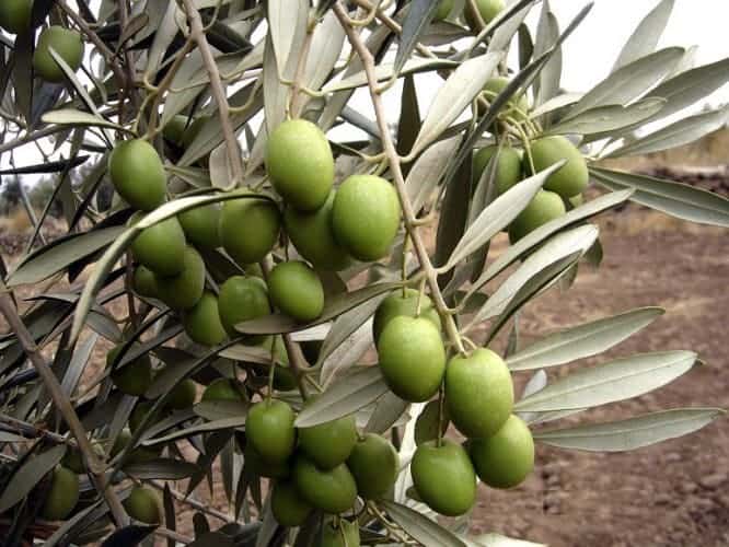 STC06995606's tweet photo. OLIVE TREE
#olivetree https://t.co/x8Yu31MRxg