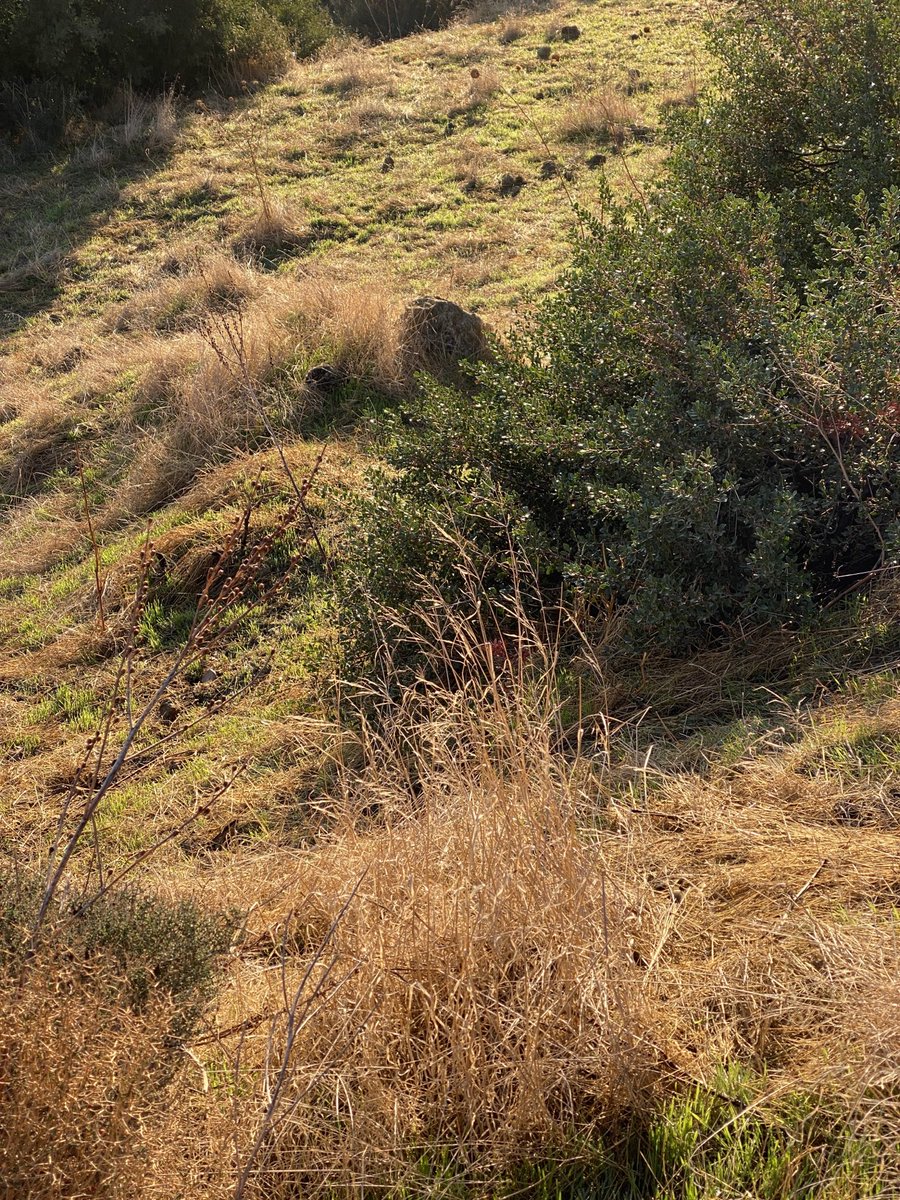 First green with the first rain 🇨🇾