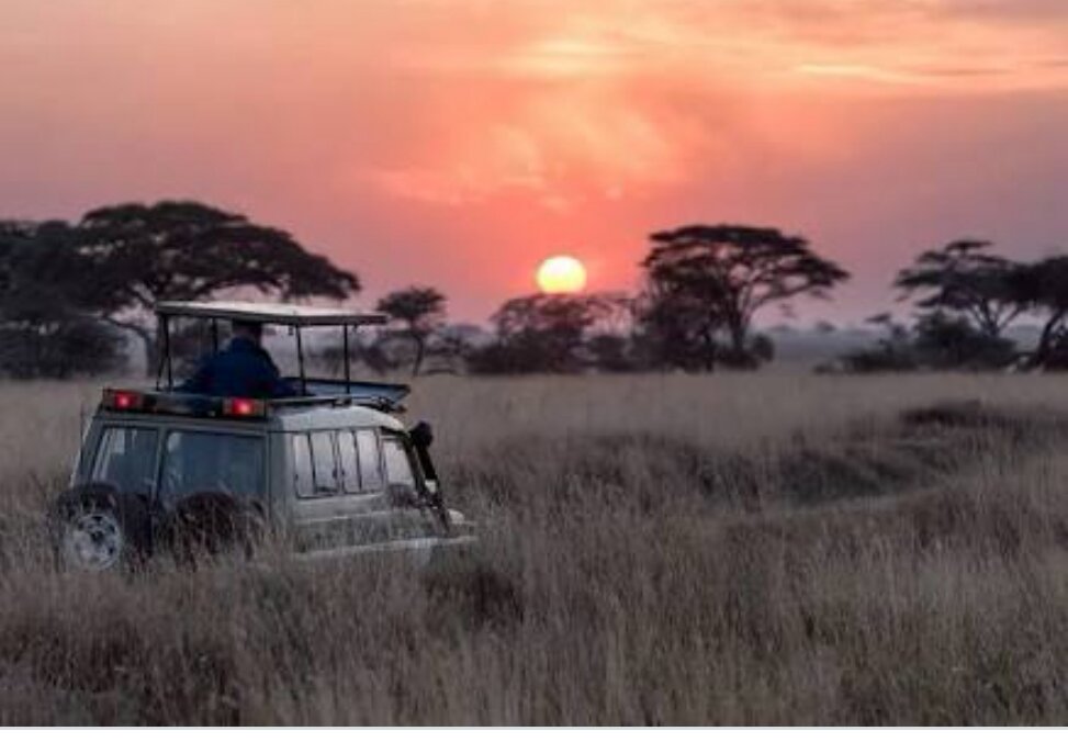 CricktrackS's tweet photo. A morning drive sets up the mood for the day's safari. https://t.co/qwM1dSaPxj