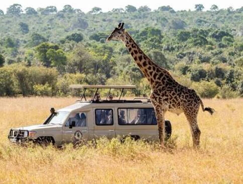 CricktrackS's tweet photo. A morning drive sets up the mood for the day's safari. https://t.co/qwM1dSaPxj