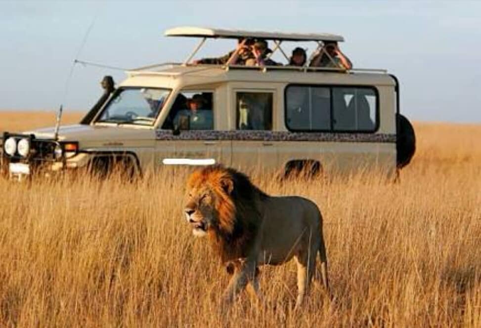 CricktrackS's tweet photo. A morning drive sets up the mood for the day's safari. https://t.co/qwM1dSaPxj