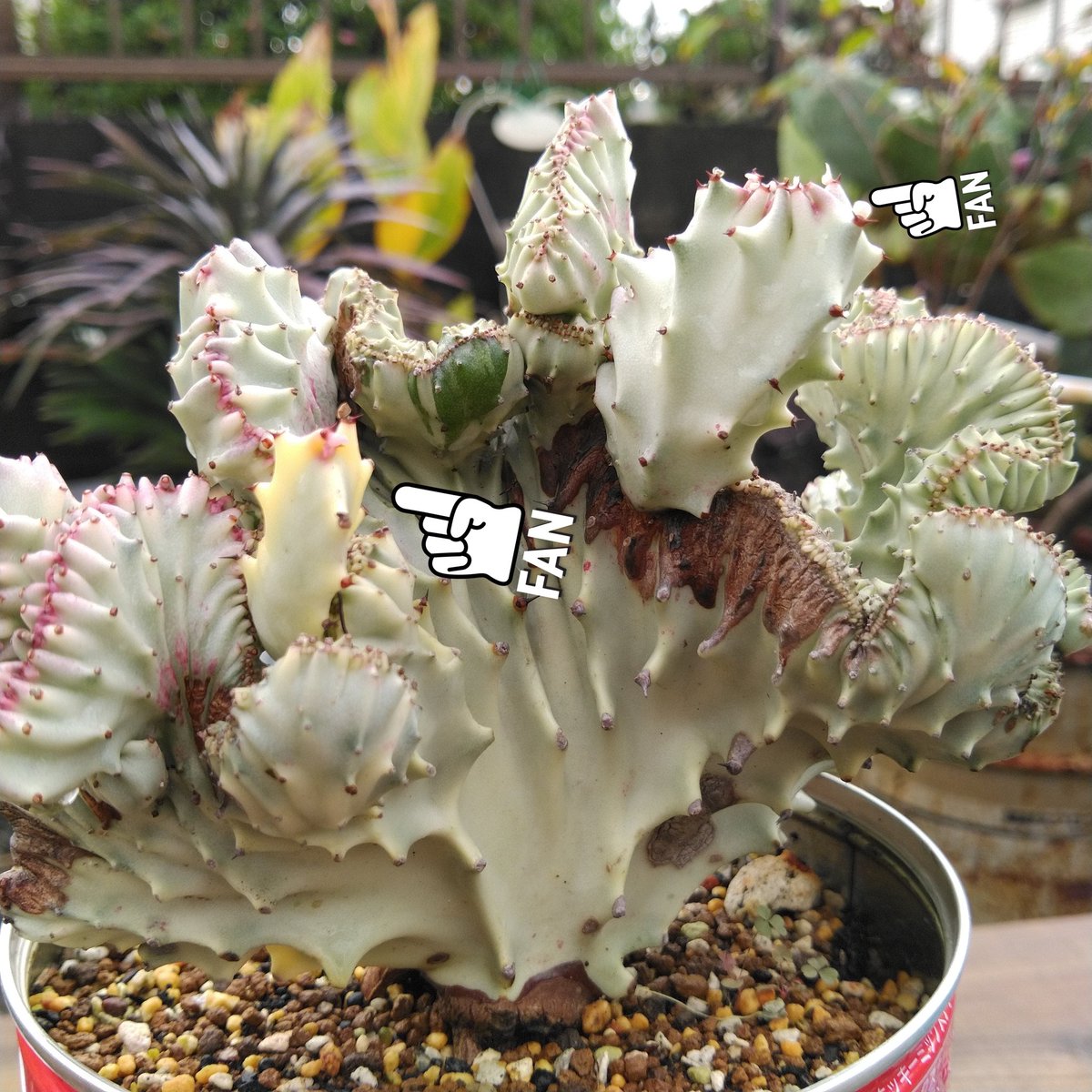 Zukarohi Sur Twitter 数年前に接ぎ降ろした マハラジャ ホワイトゴースト みたいのが育っている 多肉植物 ラクテア ユーフォルビア Zukarohi Sur Twitter 数年前に接ぎ降ろした マハラジャ ホワイトゴースト みたいのが育っている 多肉植物 ラクテア ユーフォルビア