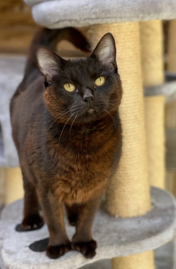 AlysonMeadowcr1's tweet image. Lovely Flash is still waiting for his furever home. He has been at @woodsidetrust for a year now and all his details are on their website. Can you help him? Please retweet to spread the word.
#findflashahome