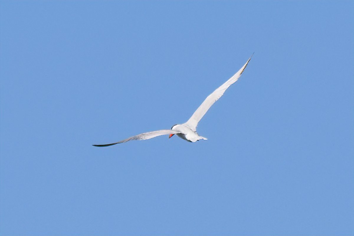 CalebGittins's tweet photo. Quick but enjoyable survey at Dowse Lagoon yesterday, highlights were two Caspian Terns and a White-bellied Sea Eagle! #eBirdLife #WildOz https://t.co/2k7K8BxDXw