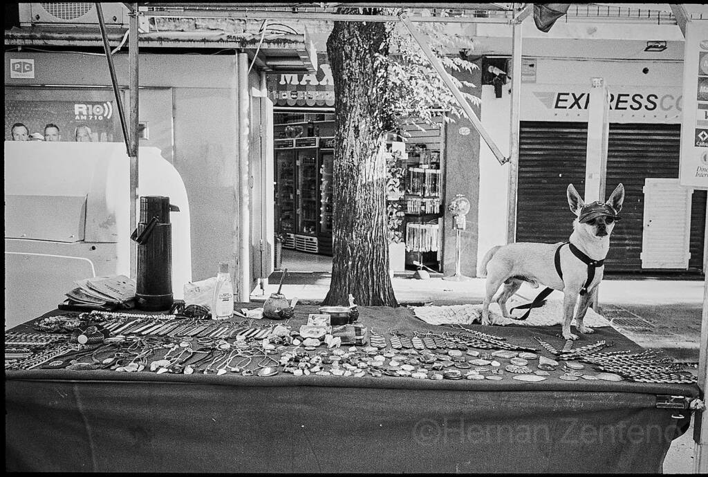 Zenteno333's tweet photo. Recién revelado. #filmphotography #leicam6 #35summicron #bwphotography #dog #streetphotography #streetwise https://t.co/YZVUDC68L6 https://t.co/emETuUYF68