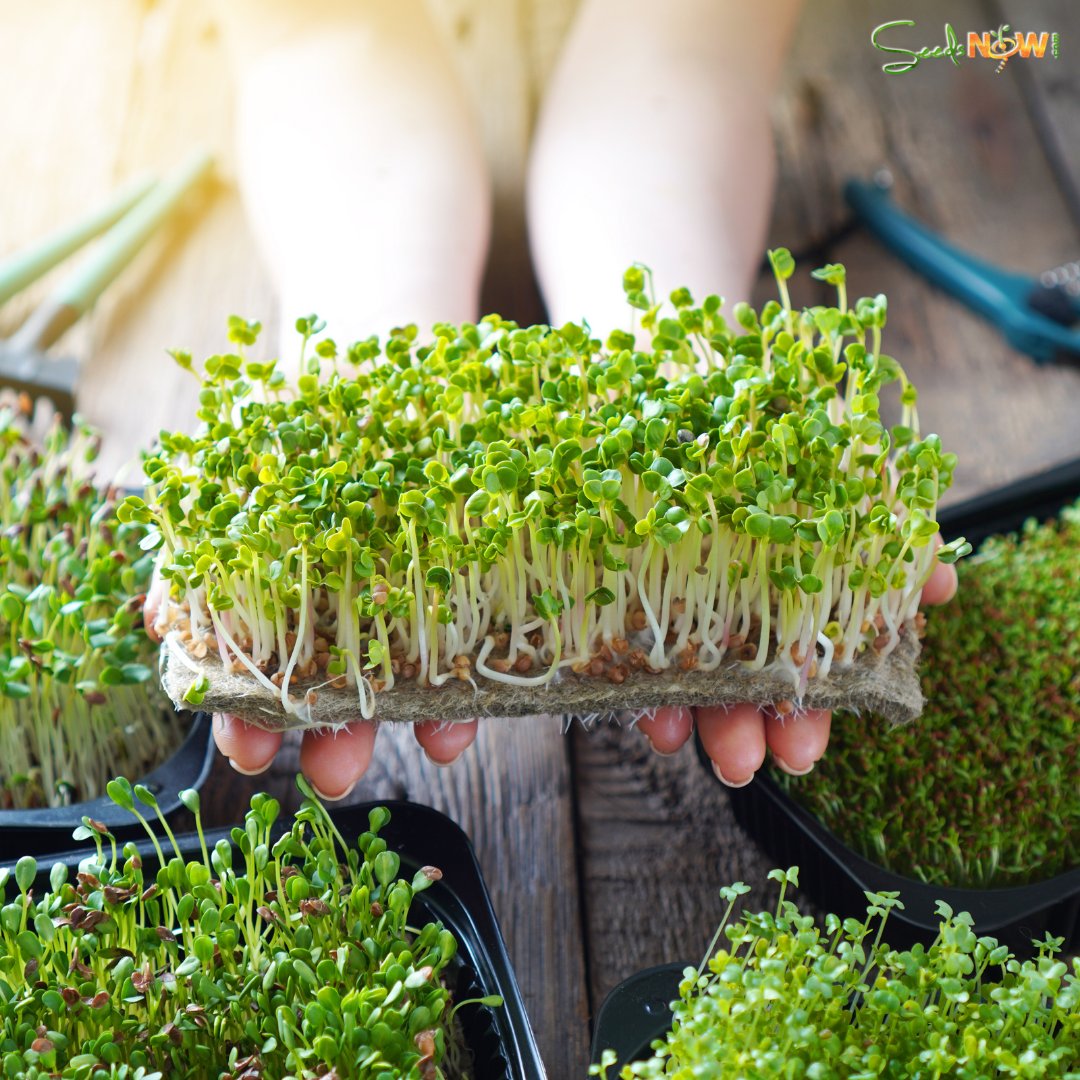 Check out this offer from our friends at SeedsNow.com! 🚚 FREE SHIPPING until FRIDAY when you spend $10! 📫 😀 Use code: SMILE-FS432

*Offer expires 11/20/2020. Order must be greater than or equal to $10.00 to qualify for free shipping.*