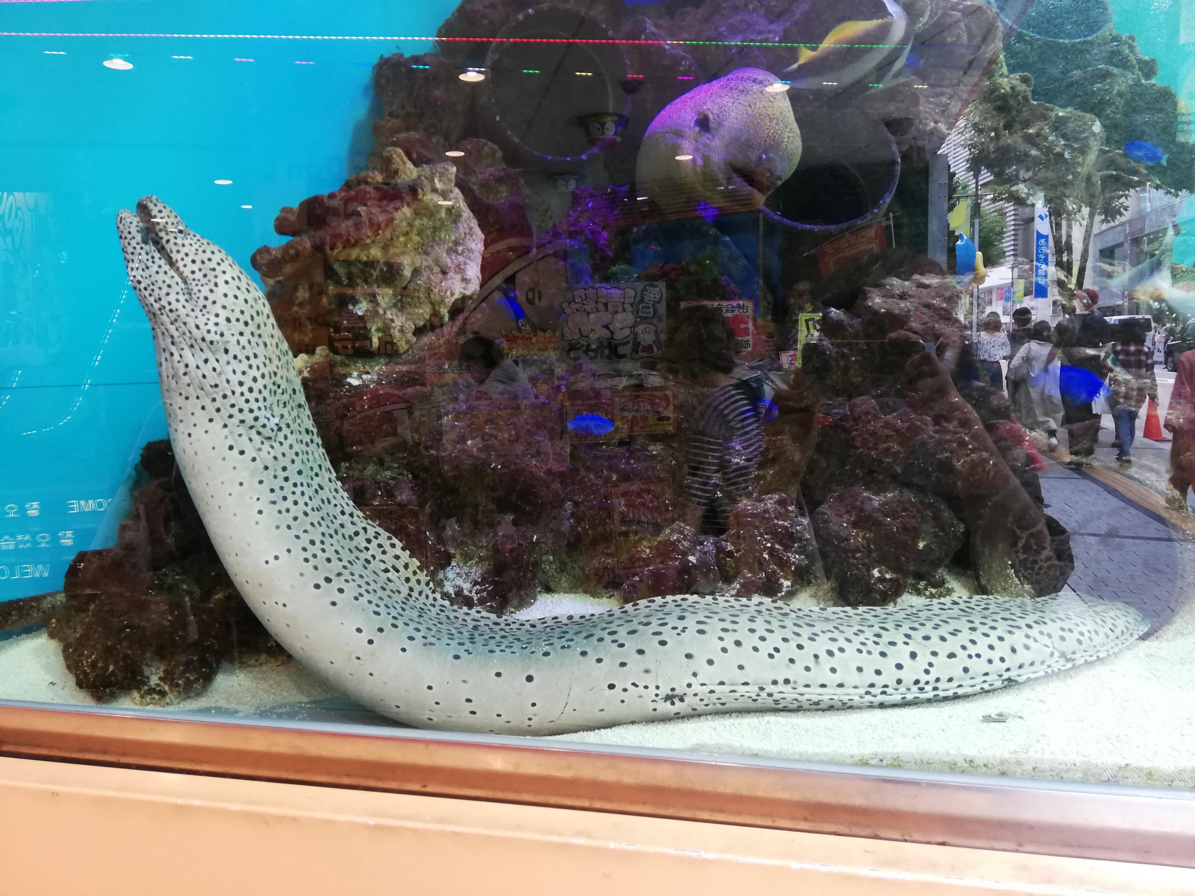 碧アスカ Chima2chan ドン キホーテ前の水槽にいるこのコはウツボさんですか T Co Oonno92q9y Twitter