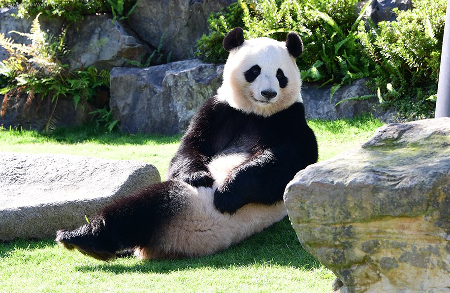 アドベンチャーワールド 公式 12月2日 水 ハッピースマイルバースデー 桜浜 桃浜6歳 オンライン誕生 会では 桜浜 桃浜オリジナル竹製ブックマーカー 付きの参加チケットも なくなり次第終了いたします 竹を有効利用したブックマーカーでパンダ