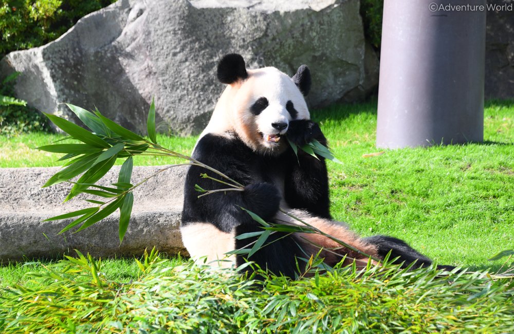 アドベンチャーワールド 公式 12月2日 水 ハッピースマイルバースデー 桜浜 桃浜6歳 オンライン誕生 会では 桜浜 桃浜オリジナル竹製ブックマーカー 付きの参加チケットも なくなり次第終了いたします 竹を有効利用したブックマーカーでパンダ