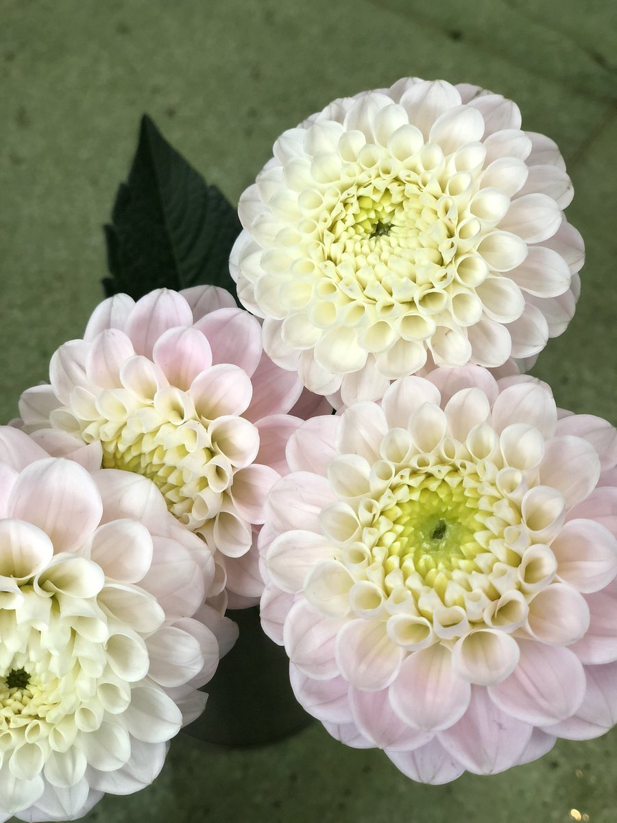 ট ইট র 花兵衛 花屋 今日のお花 ダリア オズの魔法使い 名前も色合いも可愛いです 花のある暮らし 今日のお花 花兵衛 ট ইট র 花兵衛 花屋 今日のお花 ダリア オズの魔法使い 名前も色合いも可愛いです 花のある暮らし 今日のお花 花兵衛