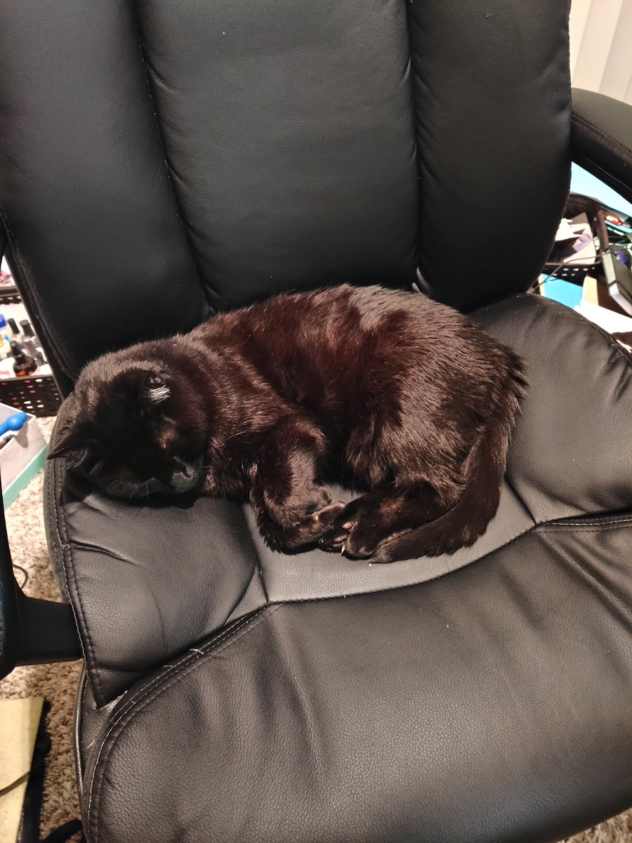 decoyatbest's tweet photo. If I start stream late tomorrow pls forgive me I have not been sleeping or waking up on time have a cute ebony as an early apology https://t.co/Pm4fIAAcY8