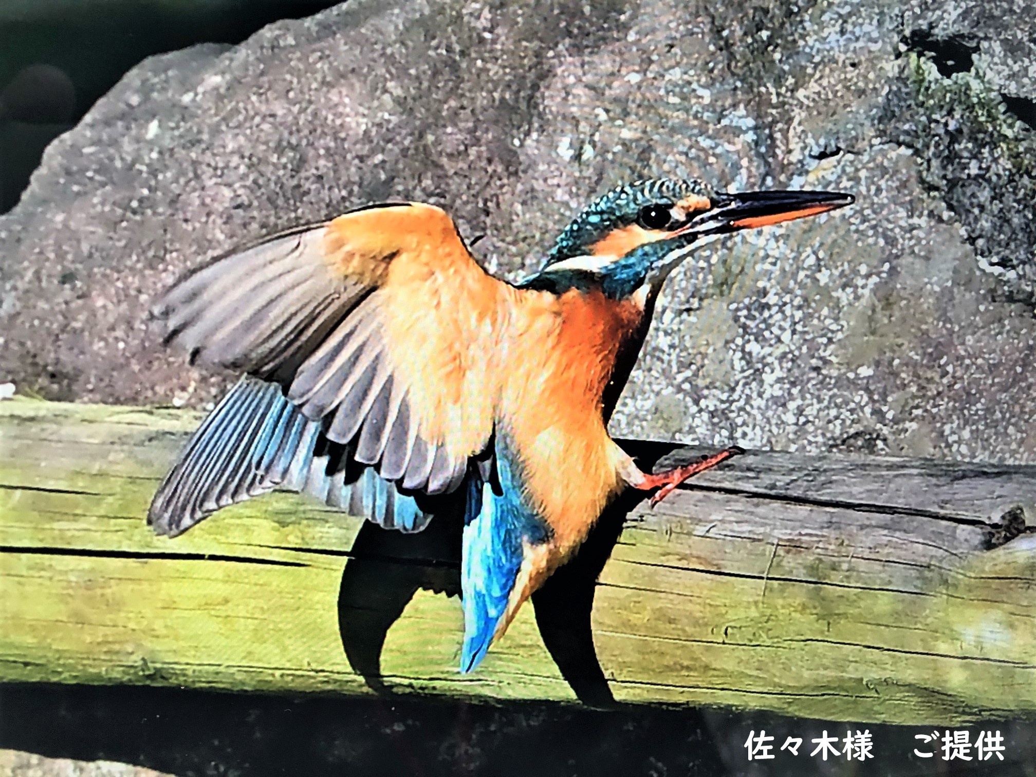 2025/11)[地ノ装イ]ゼクシア・テンマ【X】{BSC46-X05}《黄