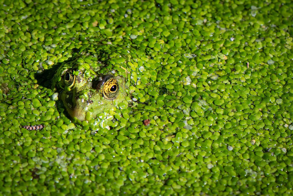 CGesbert's tweet photo. Une touche aquatique extraite de notre herbier avec ce  bassin de 𝐥𝐞𝐧𝐭𝐢𝐥𝐥𝐞𝐬 𝐝’𝐞𝐚𝐮 où s’est réfugié un batracien. Vigie attentive et discrète se confondant pratiquement avec son milieu. #Montpellier #NaturePhoto #Nature. https://t.co/g0FIQslUrc