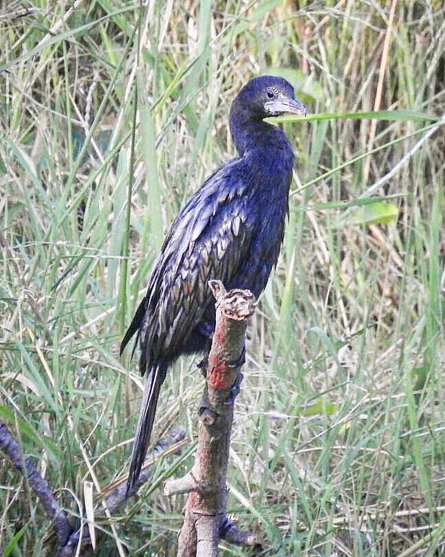 snshindol's tweet photo. Little Cormorant (Phalacrocorax niger)14.11.2020
At the #Chidiakhanabandha #NuapaniKhamar, farmlands of my late cousin #KumarSaheb 🙏
Thanks #Bapun @ronharrissti for clicking this beautiful bird there 😊
#NatureClick @hindolbeauty #HindolNAC #BirdPhotography #IncredibleHindol https://t.co/winsETqtUb