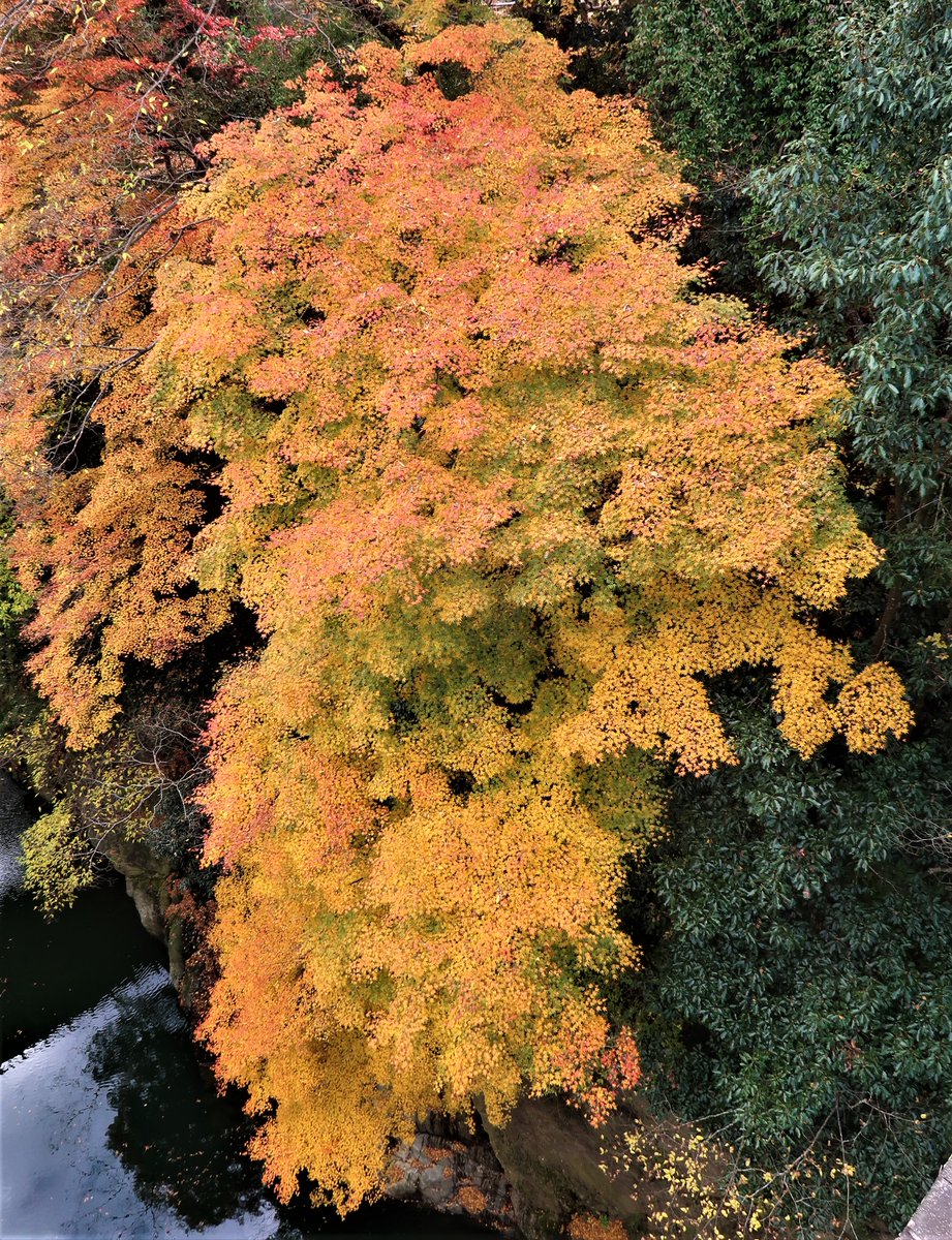 なぽりたん 猿橋 紅葉 大月市 桂川