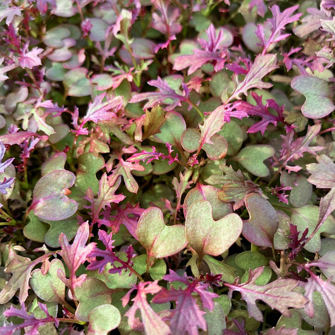 WestlandsUK's tweet photo. Red Mustard. ♥️ We grow this Micro Leaf in recycled clothing offcuts, meaning there's less going into landfill and more being put to good use! https://t.co/rSOVXUz2FT #RedMustard #MicroLeaf #EcoFriendly https://t.co/vrE4evVgKw