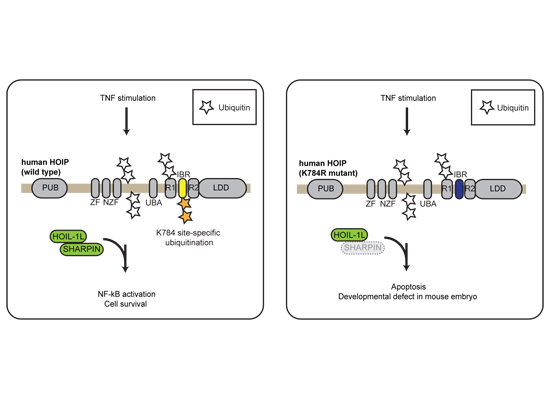 embojournal's tweet photo. Site-specific #ubiquitination of #HOIP subunit controls linear #ubiquitin ligase #LUBAC interaction with TNF receptor complexes in #apoptotic and inflammatory signaling - by @IkedaResearch @KyushuUniv_EN @IMBA_Vienna
https://t.co/9Cu5G7TVxC https://t.co/ykPsns6WPS