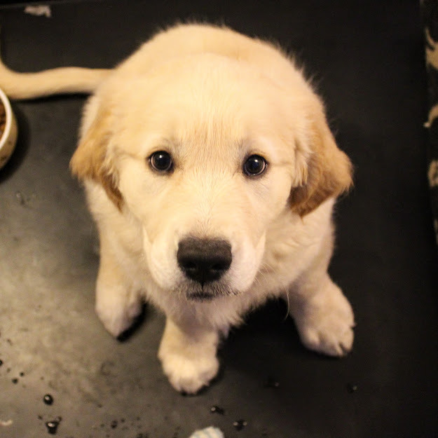 MEARICAKES's tweet photo. waah we're getting ANOTHER doggo and i'm still not sure if it's a boy or a girl !! but could u guys drop some cute names for it, here's a reference photo of what it looks like ^^ https://t.co/WCqm0dBnvV