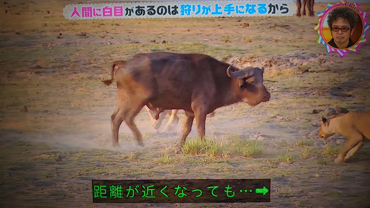 なぜ人間には白目がある 白目には人類の進化に重要な役割が チコちゃんに叱られる Togetter なぜ人間には白目がある 白目には人類の進化に重要な役割が チコちゃんに叱られる Togetter