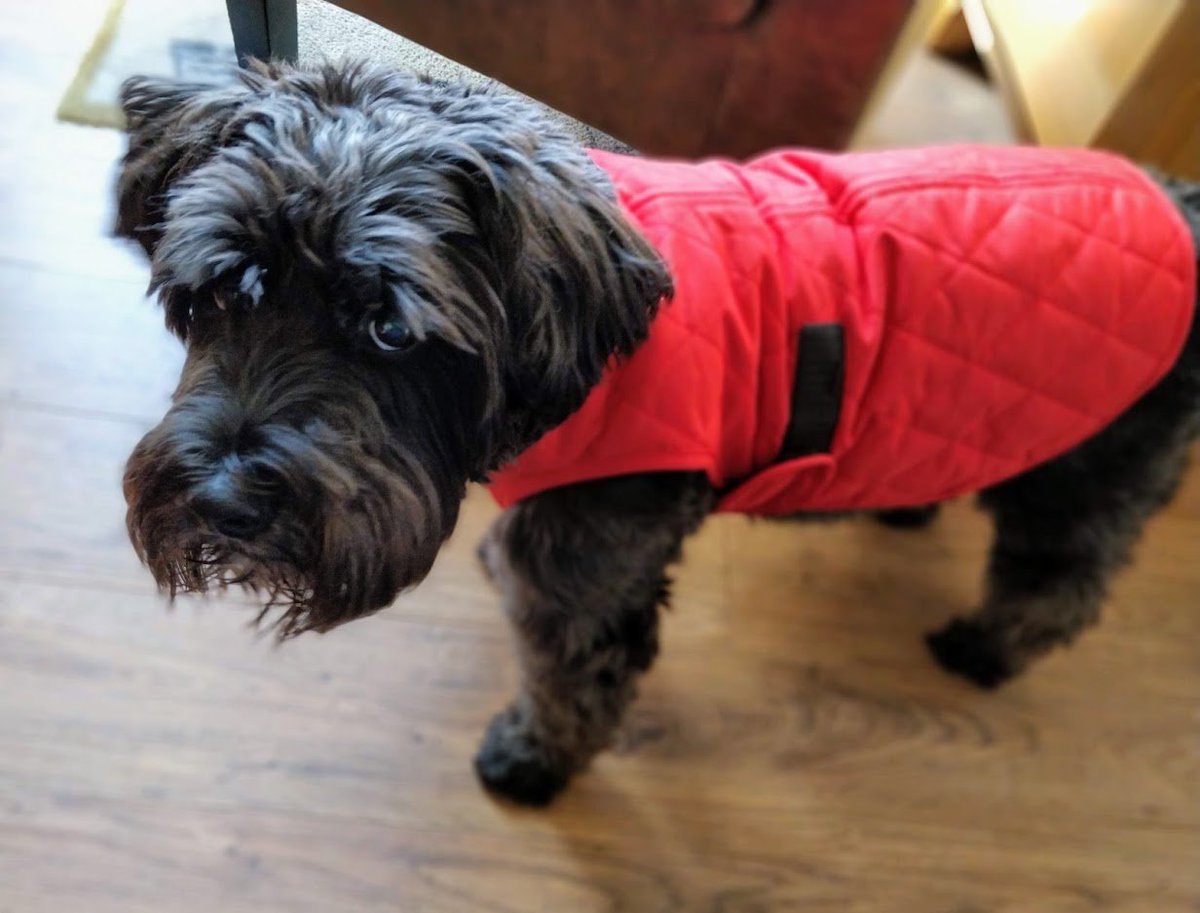 ThatSwanseastonesDog tweet media